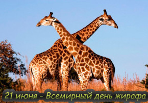 День жирафа, группа "Бабочки" День жирафа, группа "Бабочки".