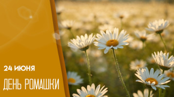 День ромашки,группа Синички День ромашки,группа Синички.