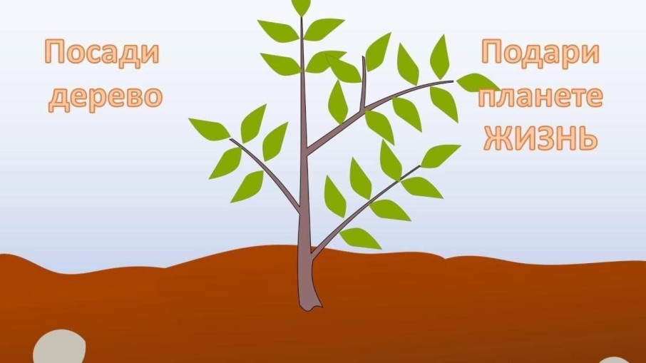 Акция "Посади дерево" Акция "Посади дерево".