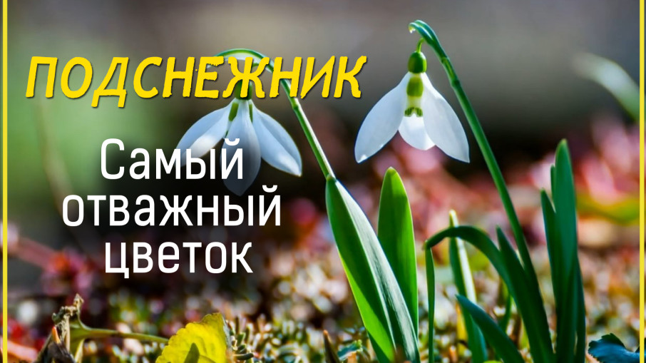 День подснежника День подснежника.