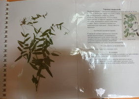 группа Бельчата группа Бельчата.